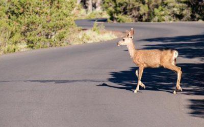Don’t Rely on Deer Crossing’s To Keep You Safe!